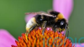 8 bee-friendly gardens to visit to make half term a hive of activity