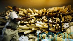 Zimbabwe seeks backing to sell stockpile of seized elephant ivory