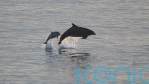 Diseased dolphins use muscles as energy source to survive, study suggests