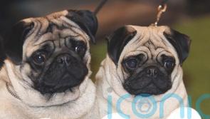 Pugs have high health risks and ‘can no longer be considered a typical dog’