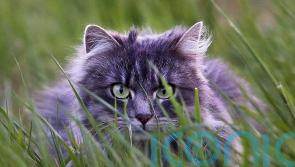 German town grounds cats to save rare birds
