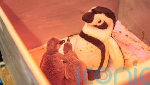 Toy penguins used to care for chicks named in honour of Queen’s Platinum Jubilee