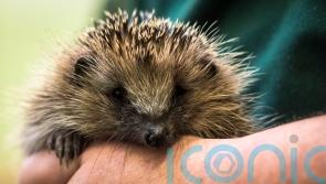 Nonsensical to have protections for newts but not for hedgehogs, says MP