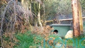 Wildcats set to save species from extinction born at wildlife park