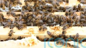 World Bee Day: A British beekeeper’s guide to protecting the essential insects