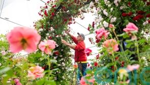 What not to miss at this year’s Chelsea Flower Show