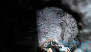 Prague Zoo introduces pangolins from Taiwan