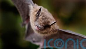 Citizen surveying suggests positive news for bat populations