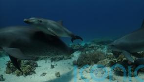 Dolphins line up to self-medicate skin conditions with coral, research suggests