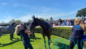 Ask Paddington has the answers at Market Rasen