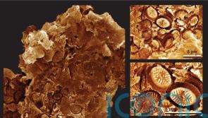 Discovery of ‘ghost’ fossils reveals plankton resilience to past global warming