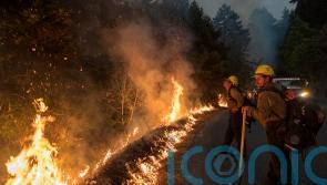 Man jailed for 24 years over wildfire that killed 12 condors