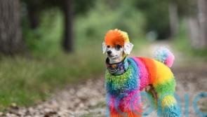 Dog groomer who transforms rescue pooch into anything from a bumble bee to a zebra says his fab furstyles attract the “poodle paparazzi”