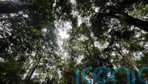 Failure to save the Congo Basin forest ‘would mean world loses climate fight’