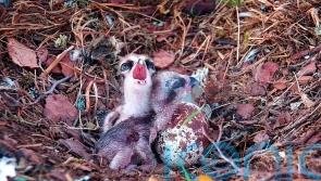 Second osprey chick hatches at Scottish wildlife reserve