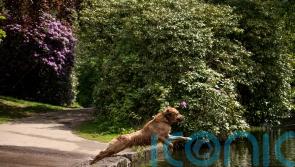 London dogs at greater risk of heatstroke, study suggests