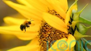 Multiple habitats need protecting to save UK bumblebees – study
