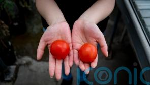 Gene-edited tomatoes could be a new source of vitamin D, study suggests