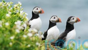 Puffins survey on Farne Islands checks for signs of climate change impact