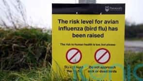 Avian Influenza Prevention Zone in Northern Ireland to be lifted