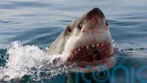 Jaws extra is named police chief on island where blockbuster was partly filmed