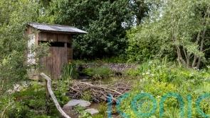 Rewilding garden evoking beaver wetland wins top prize at Chelsea Flower Show