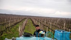 Dramatic rise in pesticides in EU fruit and vegetables, report claims