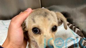 Chihuahua puppy found with arrow through neck expected to survive