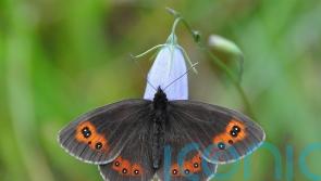 Two-fifths of British butterflies threatened with extinction, analysis shows