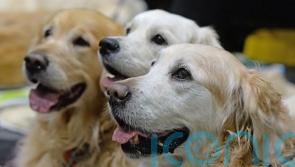 Demand for pets ‘nearly half that of pandemic peak’