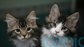 Families ‘will cut back on cars and eating out before spending less on pets’