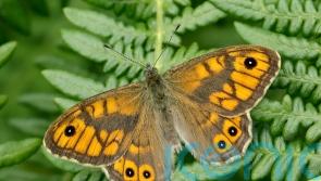 More than two-fifths of butterflies face extinction – why we need them and 10 ways to help