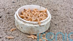 Maggots fall from classroom ceiling on to children’s desks
