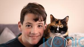 Anxiety-fighting felines and hospice companions nominated in National Cat Awards