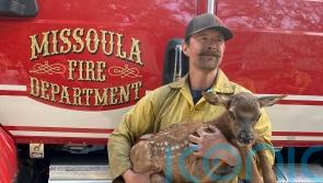 Firefighters rescue Cinder the elk calf from fire’s ashes