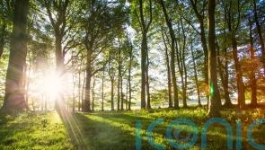 Thousands of newly-planted trees dedicated to Queen for Platinum Jubilee