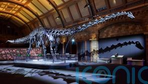 Dippy the Dinosaur returns to the Natural History Museum