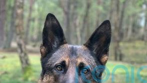 Police dog dies after chasing down moped thieves