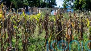 Scottish aid worker tells of devastating food poverty in Zimbabwe