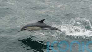 Marine mammals in UK at risk due to inconsistent assessments, research finds