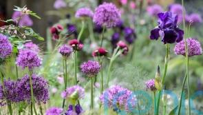 How to make a micro-meadow in a city garden using just 5 plants