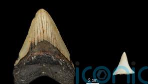 Great white sharks may have contributed to megalodon extinction, study suggests