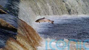 Ministers urged to act to address ‘crisis point’ in wild salmon numbers