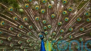 Peacock tortured and killed in Fife park