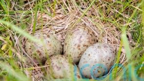 Curlew eggs rescued from airfields being reared and released in conservation bid
