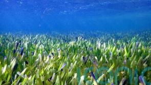 World’s largest plant is a vast seagrass meadow in Australia