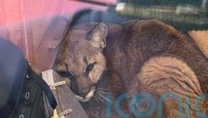 Janitor corrals curious mountain lion in empty California classroom