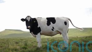 High-tech cow collars to track cattle to aid conservation efforts