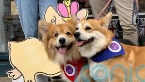 Revellers celebrate ‘unifying’ Queen with corgis and Elvis impersonator