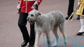 Seamus the Irish wolfhound ‘stealing the show’ at Trooping the Colour